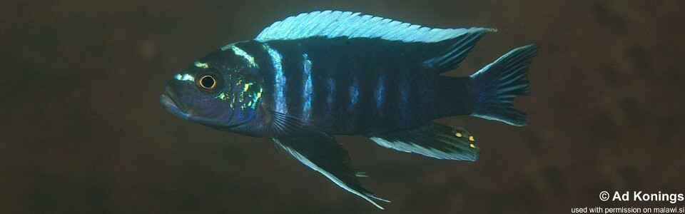 Cynotilapia zebroides 'Ndonga (Deep)'