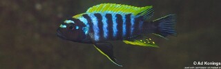 Cynotilapia zebroides 'Ndonga' (South).jpg