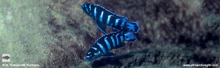 Chindongo demasoni &#39;Ndumbi Reef&#39;