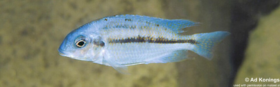 Protomelas marginatus 'Ndumbi Rocks'