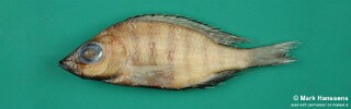 Placidochromis nkhotakotae 'Nkhotakota'.jpg