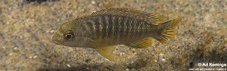 Labidochromis shiranus &#39;Nkhudzi&#39;