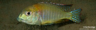 Lethrinops sp. &#39;macrochir nkhudzi&#39; Nkhudzi
