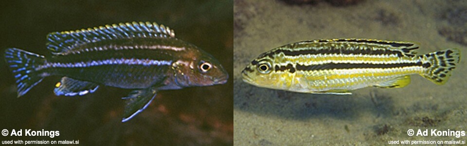 Melanochromis mossambiquensis 'Nkolongwe'