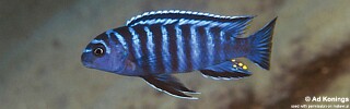 Tropheops sp. 'elongatus metangula' Nkolongwe.jpg