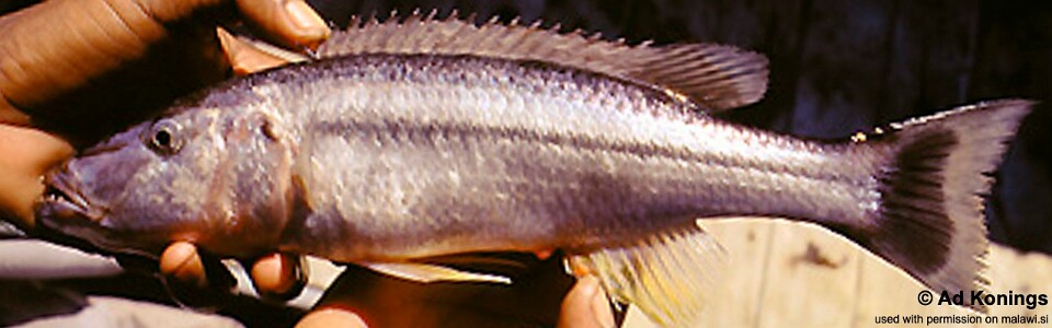 Rhamphochromis lucius 'Otter Point'<br><font color=gray>Rhamphochromis sp. 'stripe' Otter Point</font>