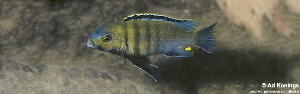 Pambox Rocks Petrotilapia genalutea 'Pombo Rocks'