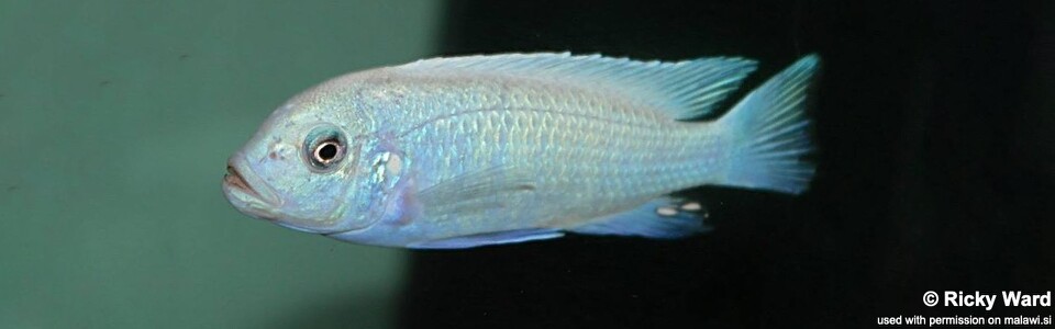 Maylandia callainos 'Puulu'<br><font color=gray>Metriaclima callainos 'Puulu'</font> 
