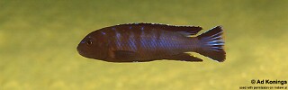 Chindongo longior &#39;Puulu Island&#39;