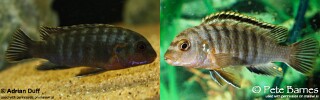 Labidochromis maculicauda &#39;Puulu&#39;
