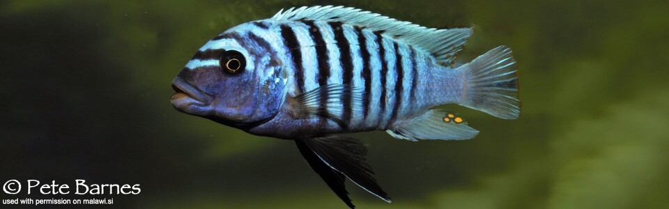 Maylandia zebra 'Sambia Reef (Luhuchi Rocks)'<br><font color=gray>Metriaclima zebra 'Sambia Reef (Luhuchi Rocks)'</font>