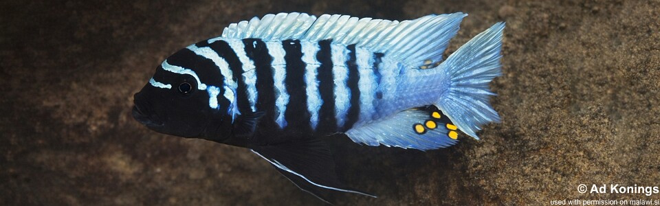 Maylandia zebra 'Sanga'<br><font color=gray>Metriaclima zebra 'Sanga'</font> 