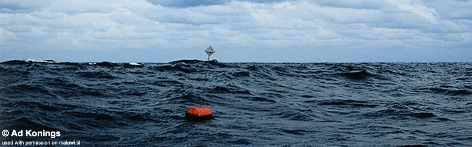Taiwanee Reef, Lake Malawi, Malawi/Mozambique