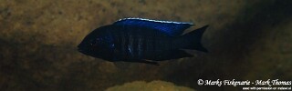 Copadichromis sp. &#39;kawanga&#39; Thumbi Reef