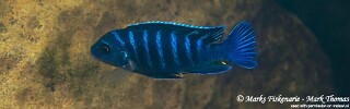 Maylandia sp. &#39;dolphin&#39; Thumbi Reef Metriaclima sp. &#39;dolphin&#39; Thumbi Reef