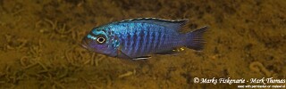 Maylandia sp. &#39;msobo heteropictus&#39; Thumbi Reef Metriaclima sp. &#39;msobo heteropictus&#39; Thumbi Reef