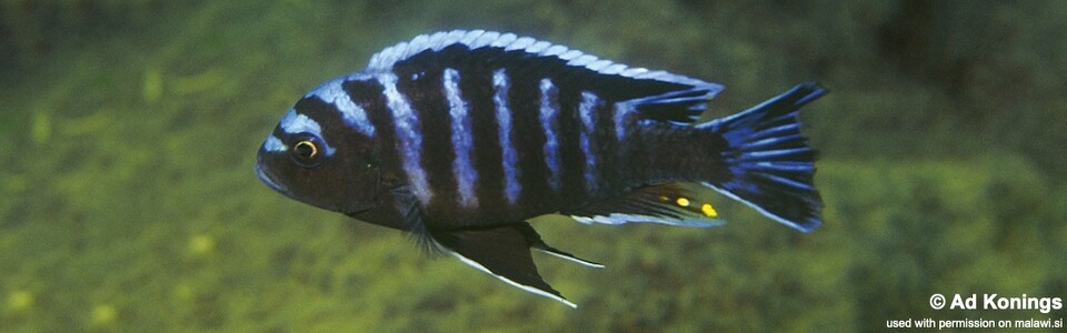 Cynotilapia afra 'Undu Reef'