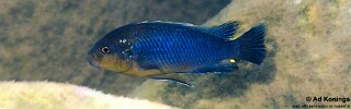 Pseudotropheus sp. &#39;lucerna blue tanzania&#39; Undu Point