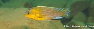 Tropheops sp. &#39;yellow chin&#39; Undu Reef