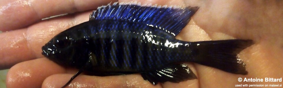 Copadichromis sp. 'kawanga' Usisya