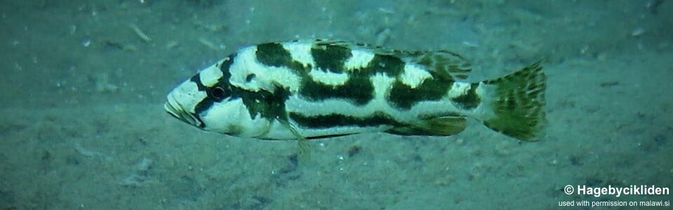 Nimbochromis livingstonii 'Usisya'