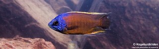 Copadichromis borleyi &#39;Usisya&#39;