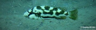 Nimbochromis livingstonii &#39;Usisya&#39;
