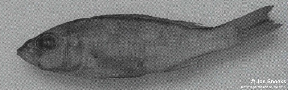Sciaenochromis sp. 'small interorbital' Wissman Bay