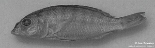 Sciaenochromis sp. &#39;psammophilus broad&#39; Youngs Bay