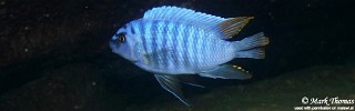 Labeotropheus fuelleborni 'Zimbawe Rock'.jpg