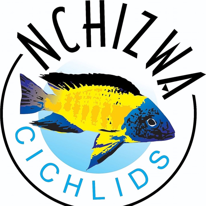 Nchizwa Cichlids