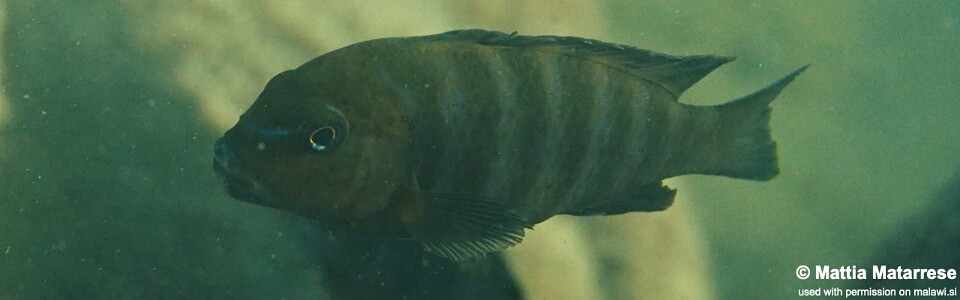 Chindongo sp. 'aggressive zebra mbenji' Ababi Island