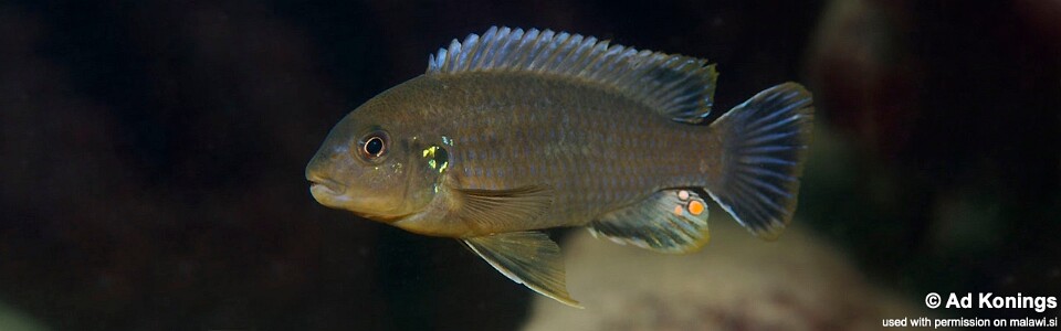 Labidochromis mbenjii 'Ababi Island'