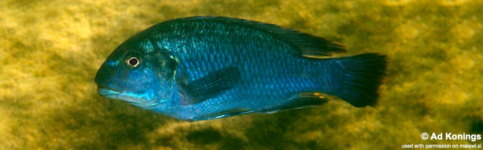 Pseudotropheus sp. 'williamsi makanjila' Ababi Island