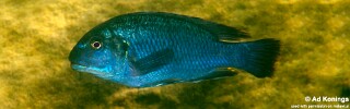 Pseudotropheus sp. 'williamsi makanjila' Ababi Island.jpg