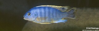 Petrotilapia microgalana 'Bandawe Point'.jpg