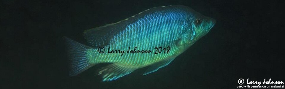 Caprichromis liemi 'Boadzulu Island'