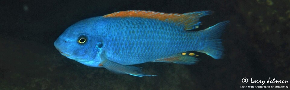 Labeotropheus trewavasae 'Boadzulu Island'