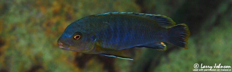Labidochromis heterodon 'Boadzulu Island'