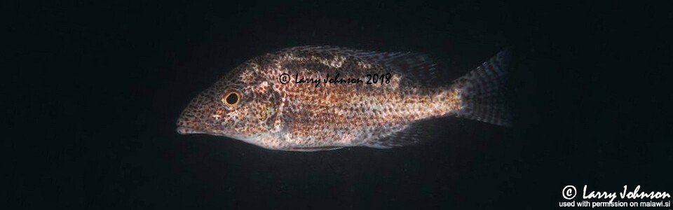 Nimbochromis linni 'Boadzulu Island'