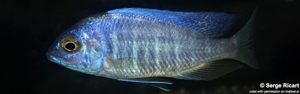 Placidochromis sp. 'electra boadzulu' Boadzulu Island