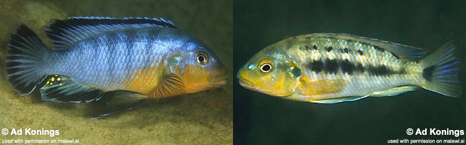 Pseudotropheus brevis 'Boadzulu Island'
