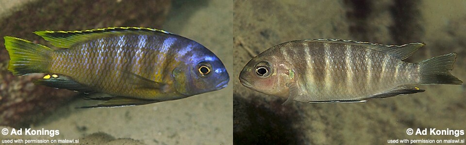 Tropheops sp. 'boadzulu' Boadzulu Island