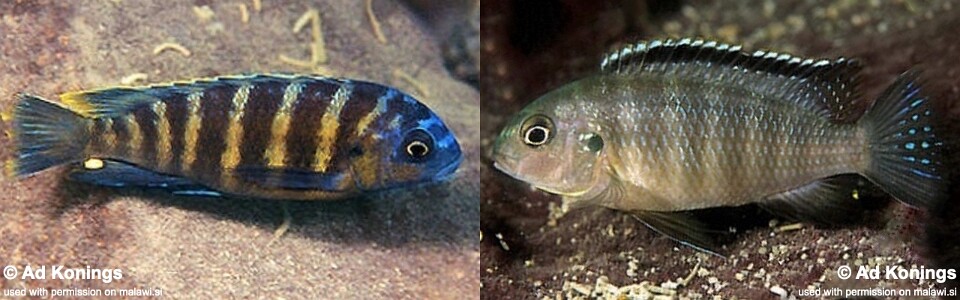 Tropheops sp. 'boadzulu' Makokola Reef