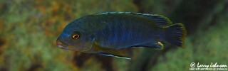 Labidochromis heterodon 'Boadzulu Island'.jpg