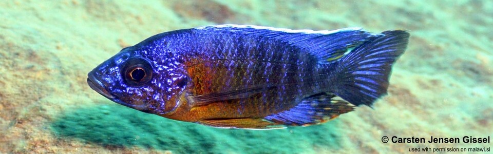 Aulonocara stuartgranti 'Border'<br><font color=gray>Aulonocara hansbaenschi 'Border'</font>