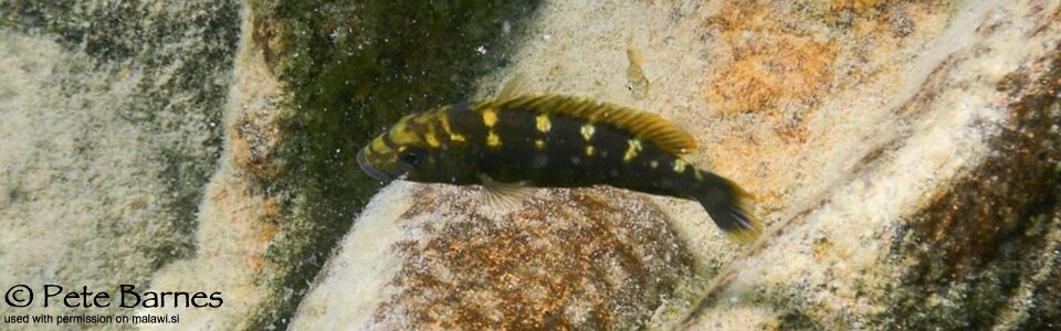 Melanochromis baliodigma 'Border'