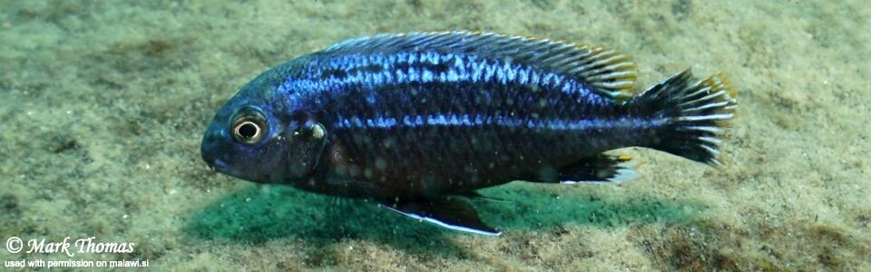 Melanochromis dialeptos 'Border'