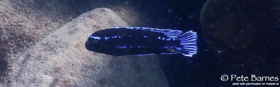 Pseudotropheus johannii 'Border'