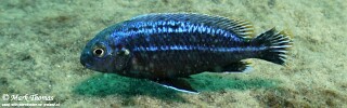 Melanochromis dialeptos 'Border'.jpg